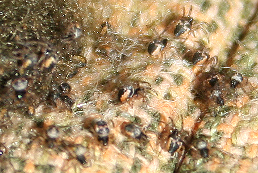 Araneus sp. (A. circe o A. angulatus) gestione uova e madre