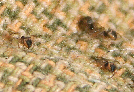 Araneus sp. (A. circe o A. angulatus) gestione uova e madre