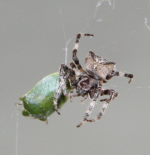 Araneus sp. (A. circe o A. angulatus) gestione uova e madre