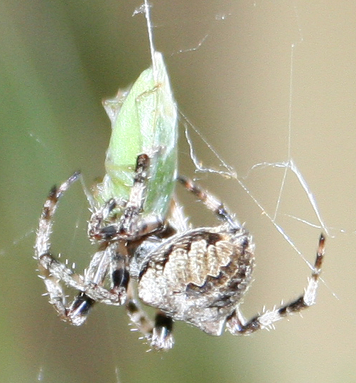 Araneus sp. (A. circe o A. angulatus) gestione uova e madre