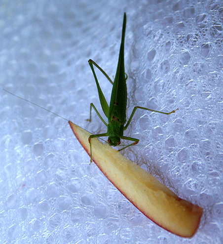 cavalletta verde monca al pasto: Phaneroptera sp.