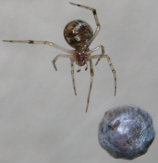 Parasteatoda tepidariorum con  