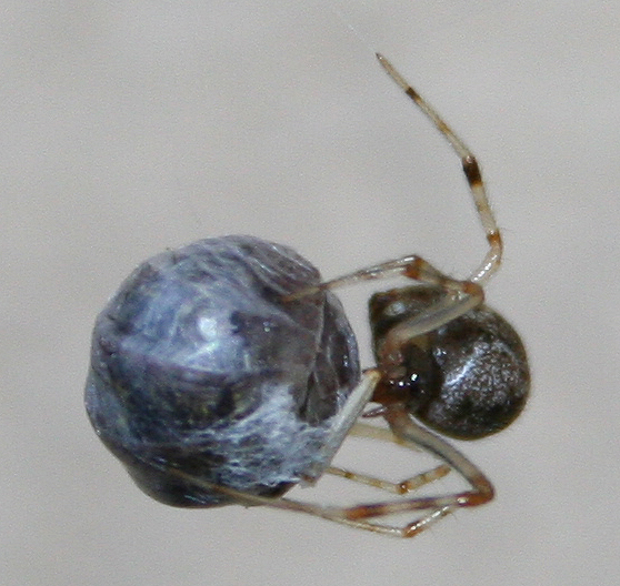 Parasteatoda tepidariorum con  