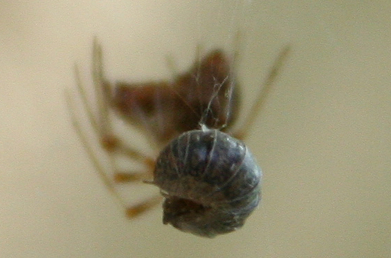 Parasteatoda tepidariorum con  