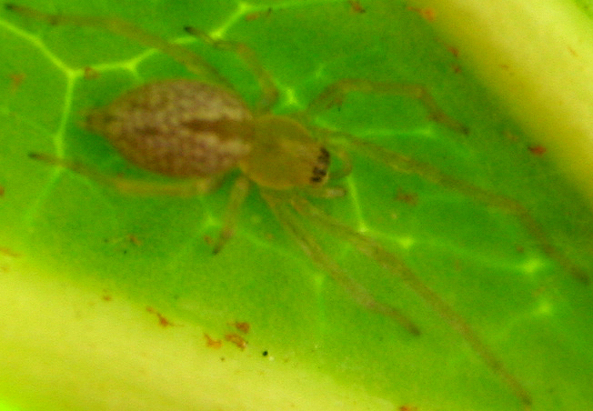 Piccolo su foglia di aralia: Cheiracanthium sp - Venezia