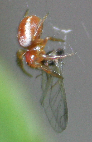 Araniella cf. displicata - San Don di Piave (VE)