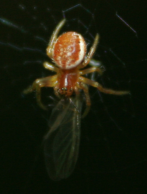 Araniella cf. displicata - San Don di Piave (VE)