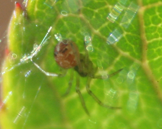 Phylloneta sp. - San Don di Piave (VE)