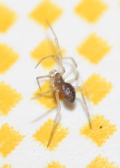 Linyphiidae - San Don di Piave (VE