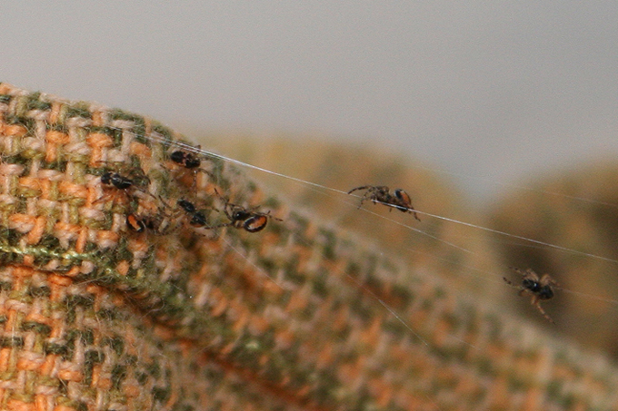 Araneus sp. (A. circe o A. angulatus) gestione uova e madre