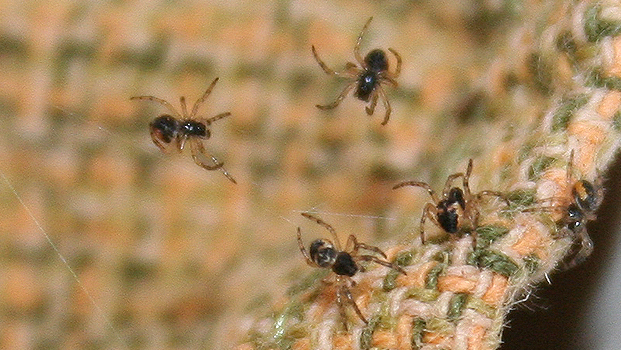 Araneus sp. (A. circe o A. angulatus) gestione uova e madre