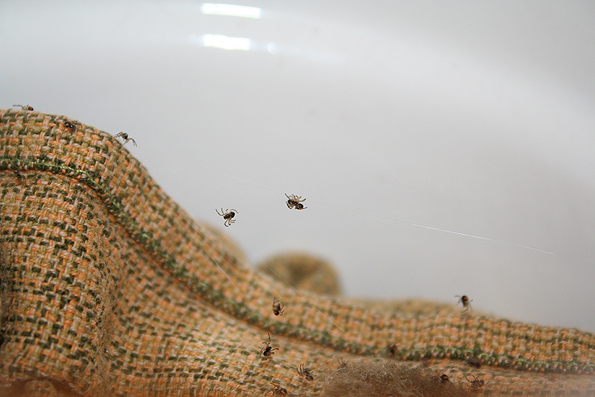 Araneus sp. (A. circe o A. angulatus) gestione uova e madre