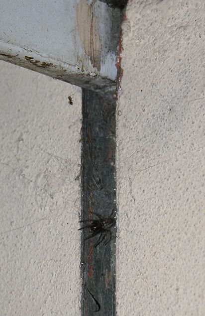 Exuvia di Segestria florentina