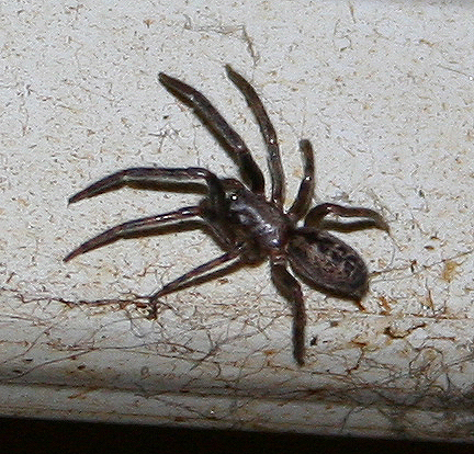 Exuvia di Segestria florentina