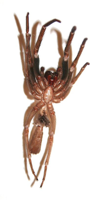 Exuvia di Segestria florentina