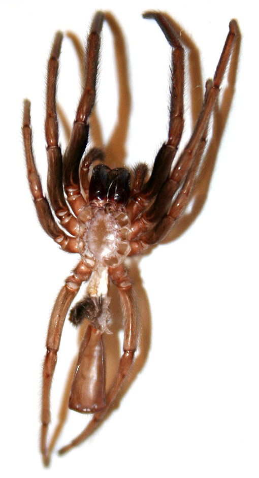 Exuvia di Segestria florentina