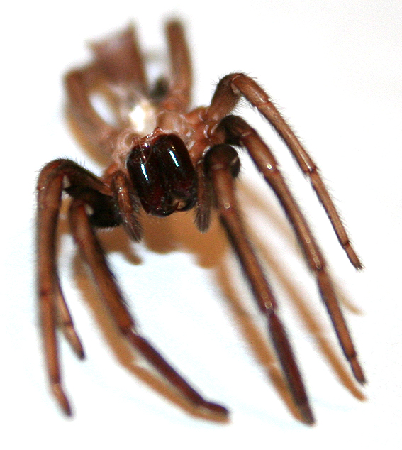 Exuvia di Segestria florentina