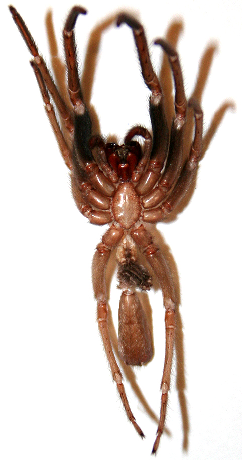 Exuvia di Segestria florentina