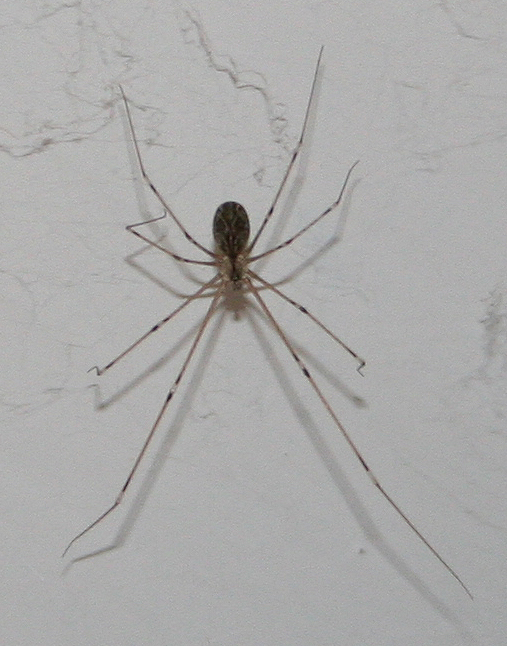 Holocnemus pluchei; Pholcus phalangioides