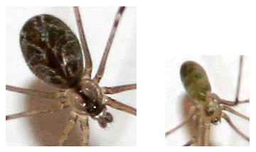 Holocnemus pluchei; Pholcus phalangioides