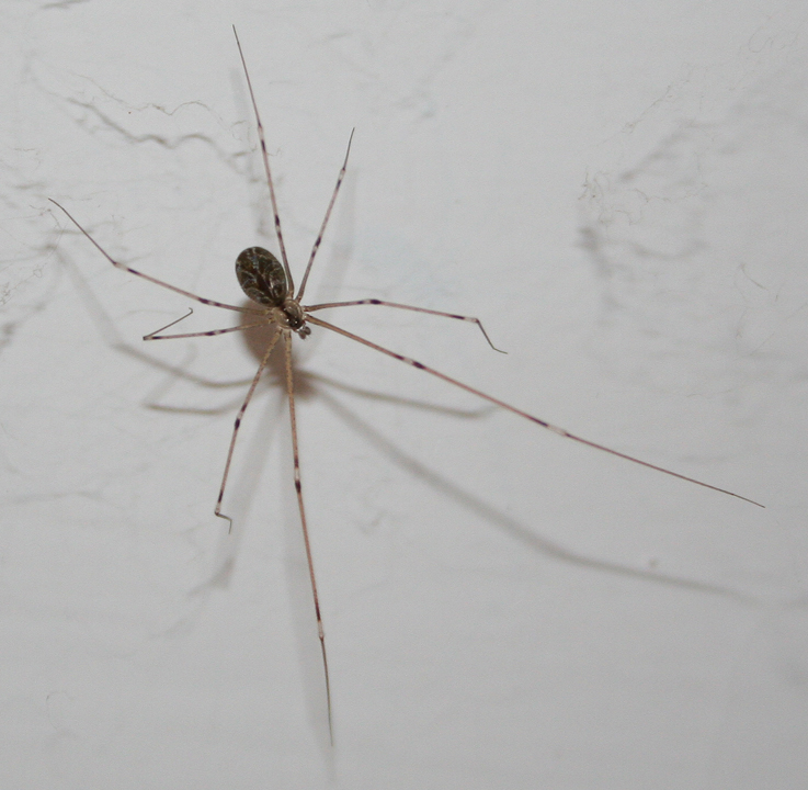 Holocnemus pluchei; Pholcus phalangioides