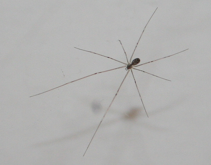 Holocnemus pluchei; Pholcus phalangioides