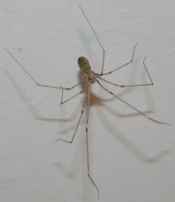 Holocnemus pluchei; Pholcus phalangioides