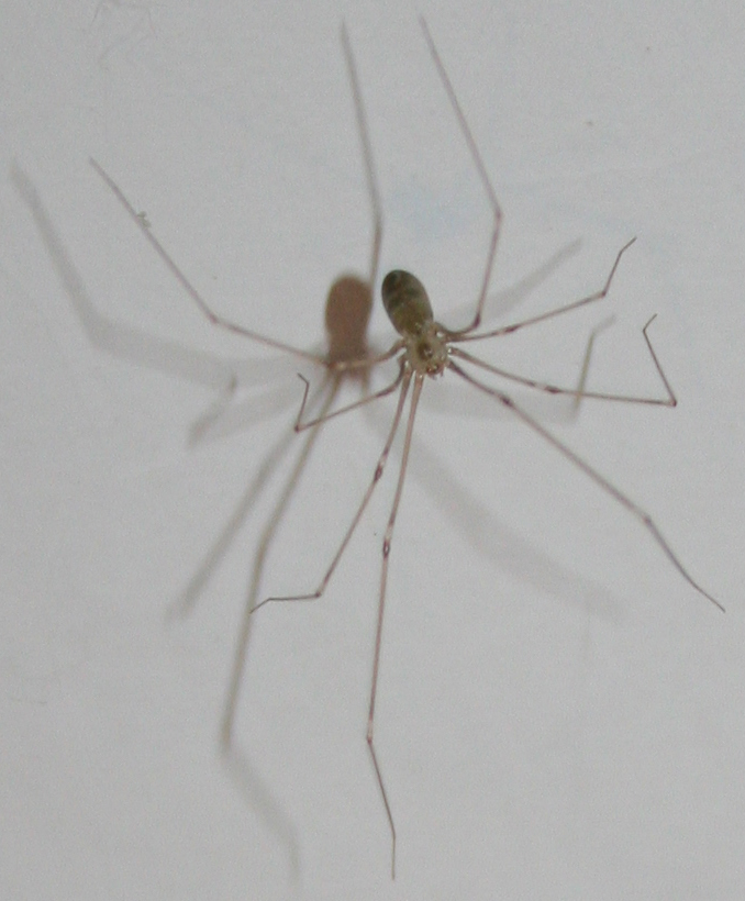 Holocnemus pluchei; Pholcus phalangioides