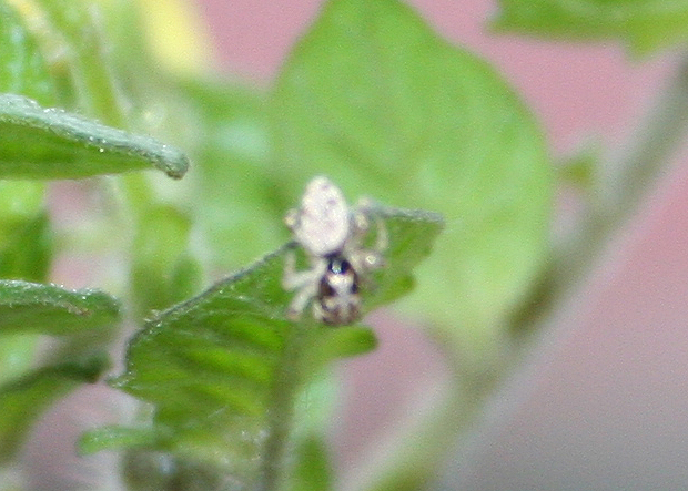 Salticidae sui pomodori: Salticus mutabilis - (VE)
