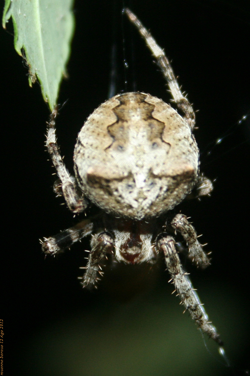 Araneus sp. (A. circe o A. angulatus) gestione uova e madre