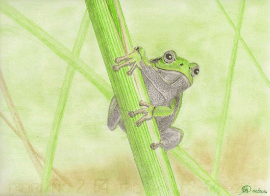 Matite colorate - Raganella