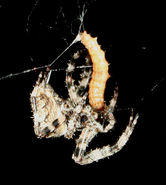 Araneus sp. (A. circe o A. angulatus) gestione uova e madre