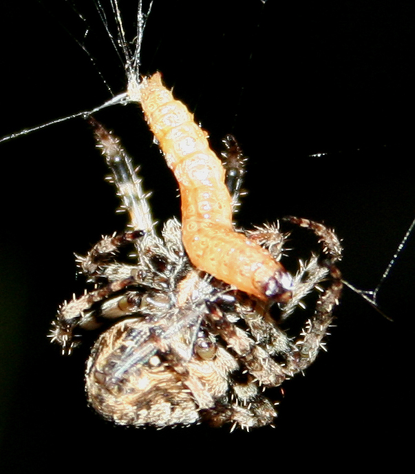 Araneus sp. (A. circe o A. angulatus) gestione uova e madre