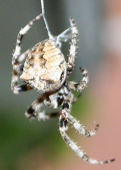 Araneus sp. (A. circe o A. angulatus) gestione uova e madre