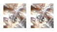 Araneus sp. (A. circe o A. angulatus) gestione uova e madre