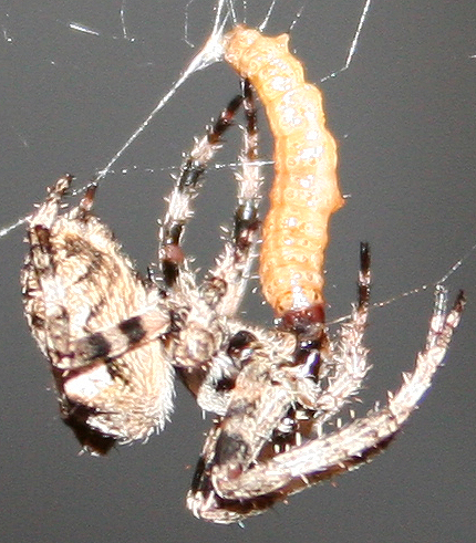Araneus sp. (A. circe o A. angulatus) gestione uova e madre