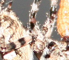 Araneus sp. (A. circe o A. angulatus) gestione uova e madre