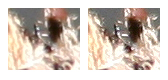 Araneus sp. (A. circe o A. angulatus) gestione uova e madre