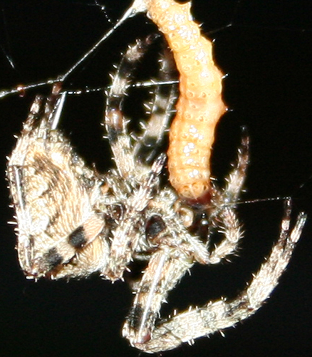 Araneus sp. (A. circe o A. angulatus) gestione uova e madre