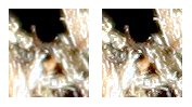 Araneus sp. (A. circe o A. angulatus) gestione uova e madre