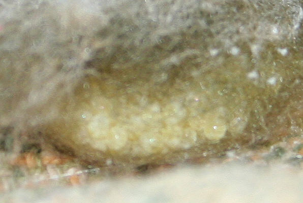 Araneus sp. (A. circe o A. angulatus) gestione uova e madre