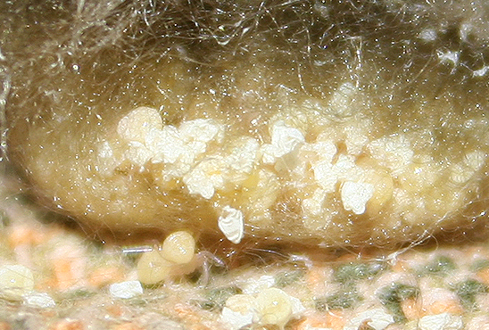 Araneus sp. (A. circe o A. angulatus) gestione uova e madre
