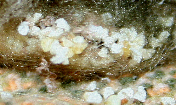 Araneus sp. (A. circe o A. angulatus) gestione uova e madre