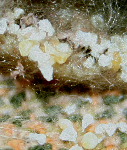 Araneus sp. (A. circe o A. angulatus) gestione uova e madre