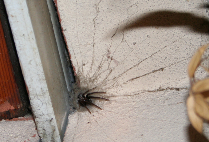 Araneus sp. (A. circe o A. angulatus) gestione uova e madre