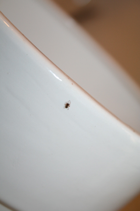 Linyphiidae
