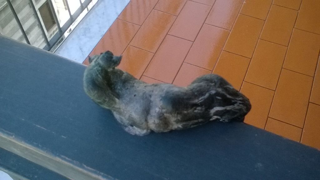 escrementi rinvenuti sul balcone