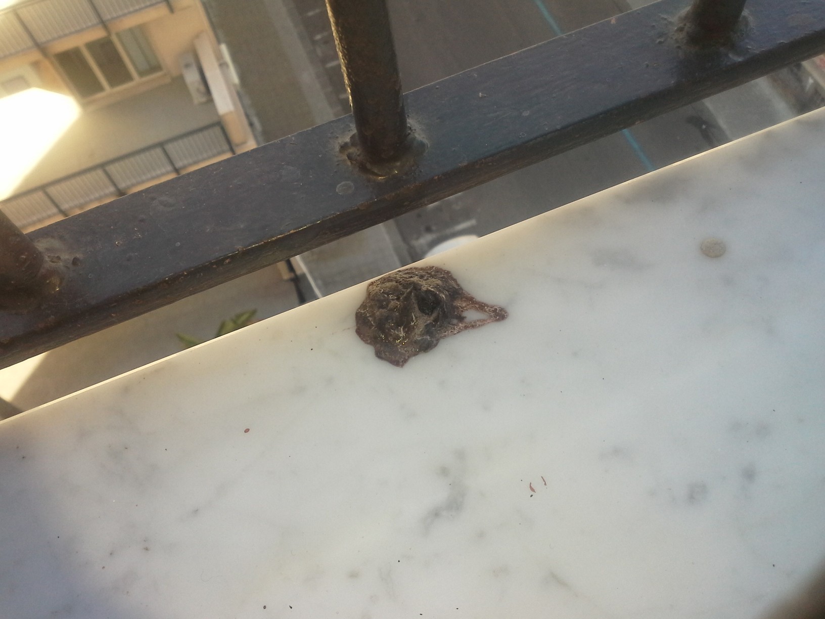 escrementi rinvenuti sul balcone