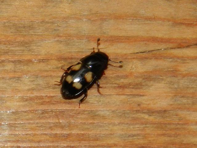 Glischrochilus cf. quadrisignatus, Nitidulidae