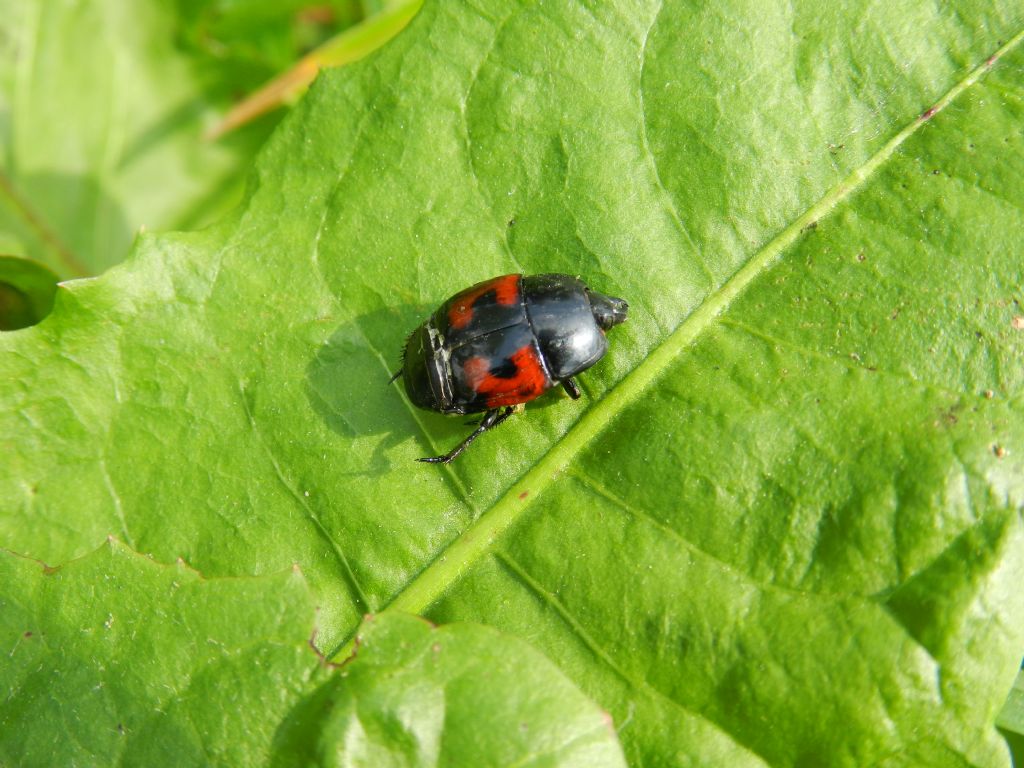 probabile Hister quadrimaculatus
